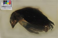 藏品(樹鵲)的圖片